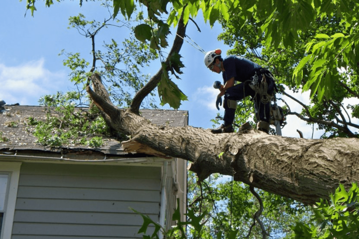 Consider calling a tree service professional