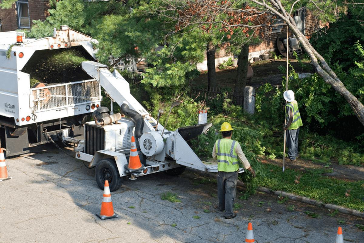 Facts About Storm Damage Tree Removal