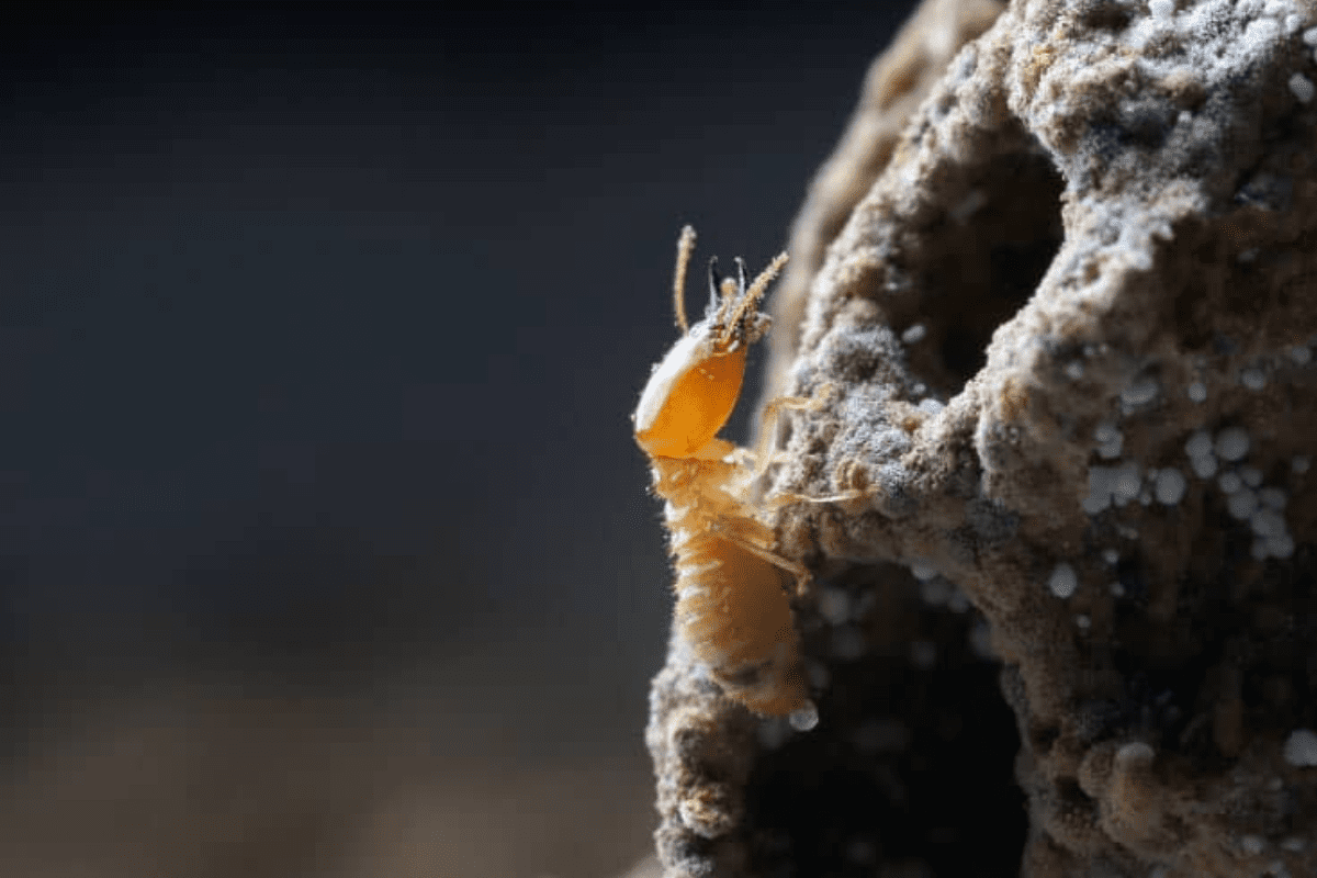 How Tree Stumps Attract Termites