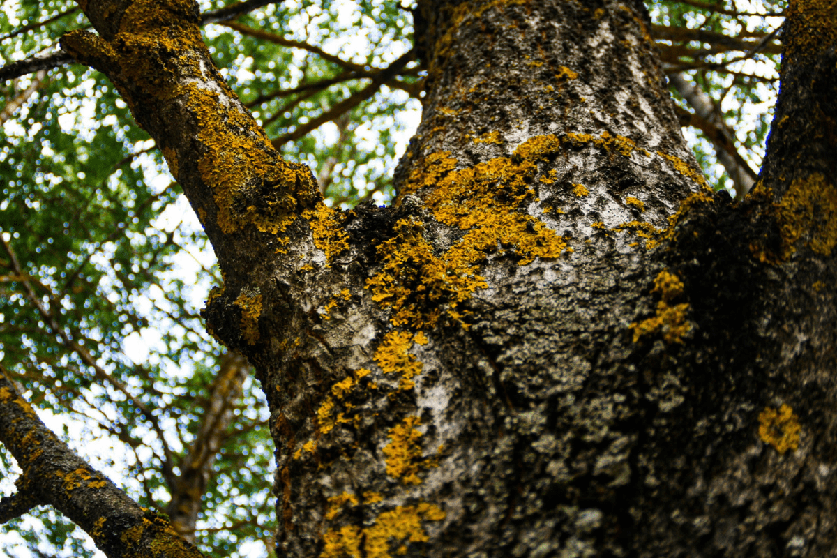 signs of a diseased tree