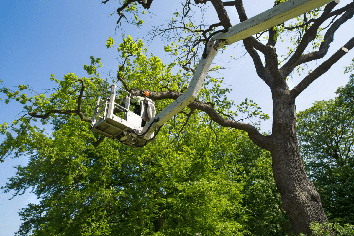 reasons to hire an arborist