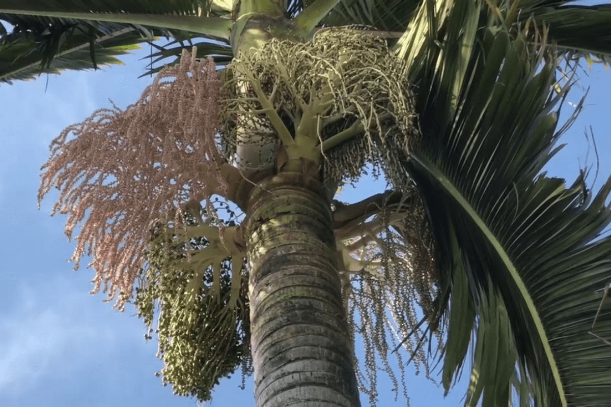 King Palm Tree Guide
