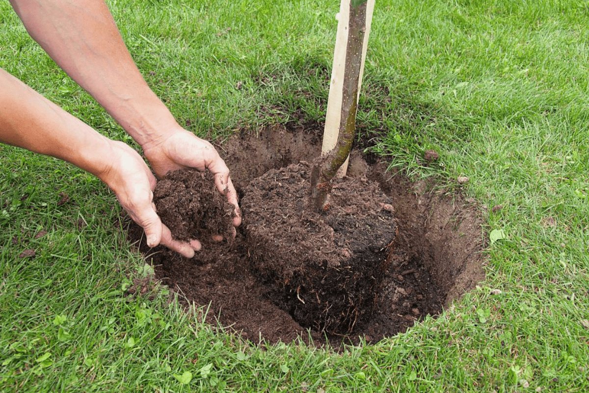 planting trees in the fall