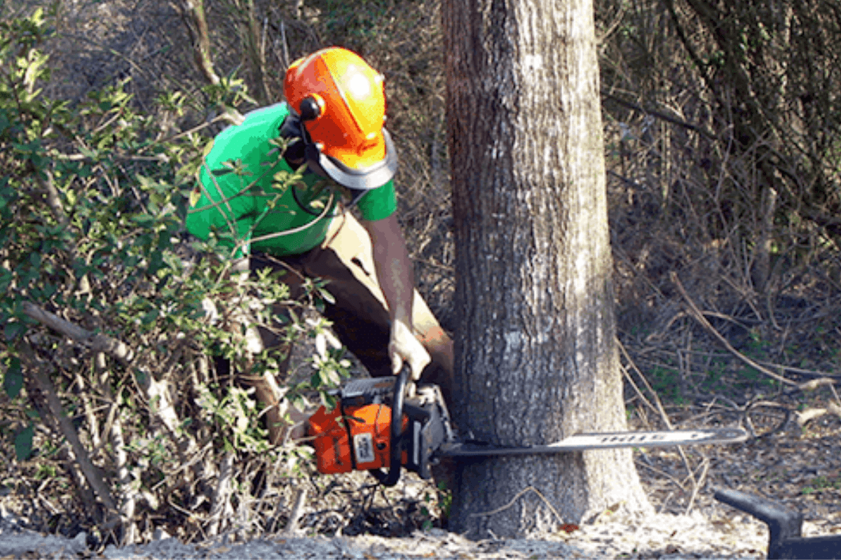 affordable tree service
