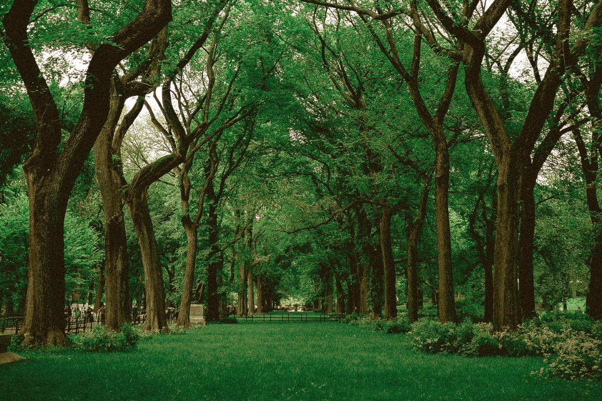 Recognizing Trees in Savannah Georgia