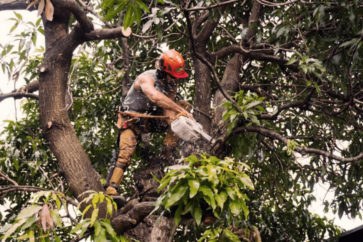 emergency tree service