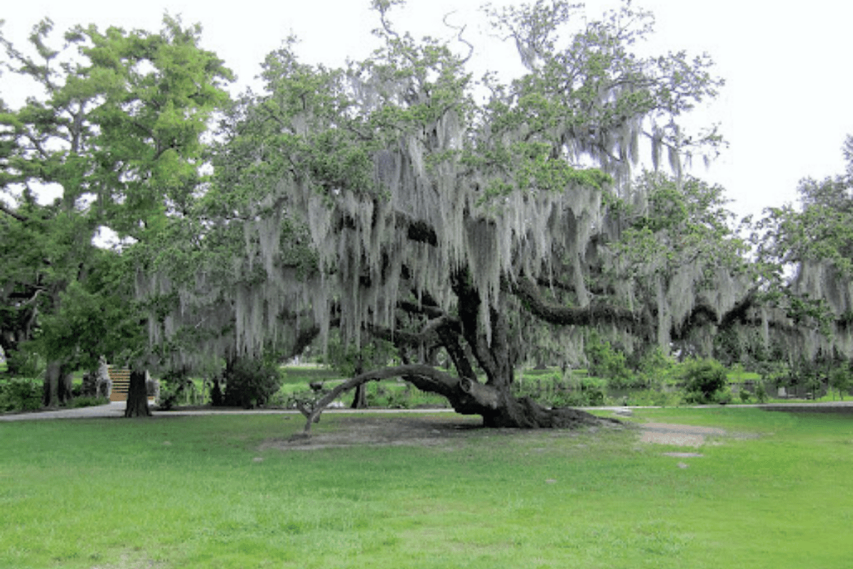 Savannah Moss Trees are Special
