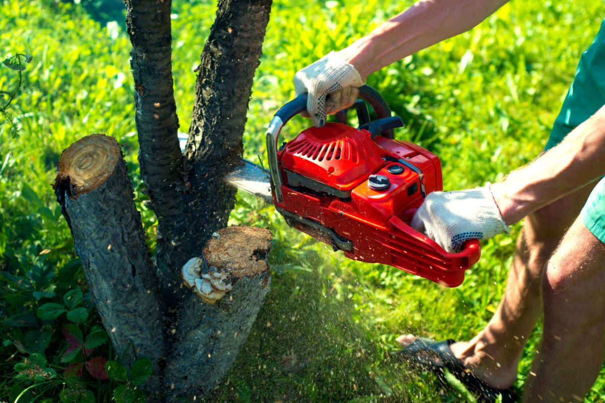 tree removal services in my area