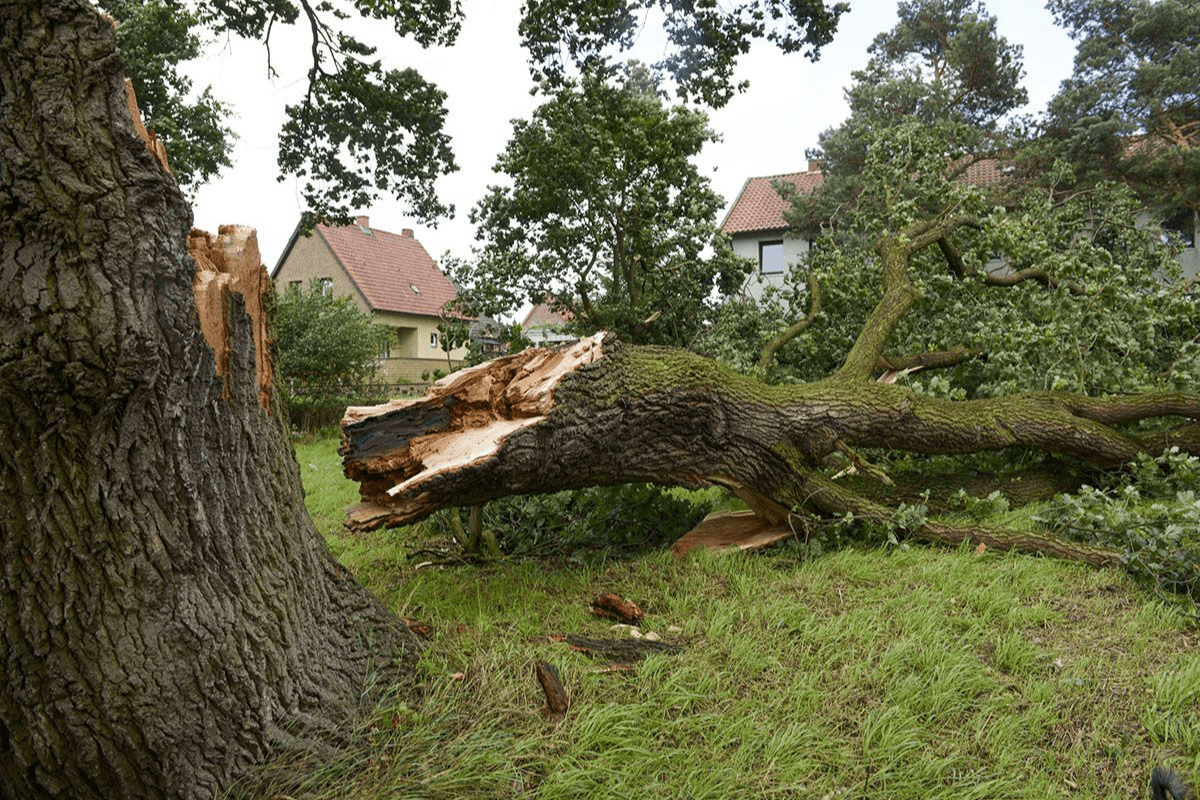 Storm Damage Tree Removal