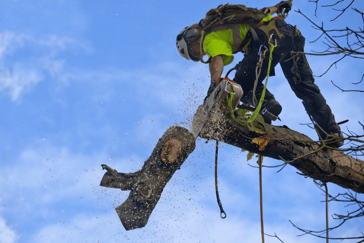 24 hour tree service