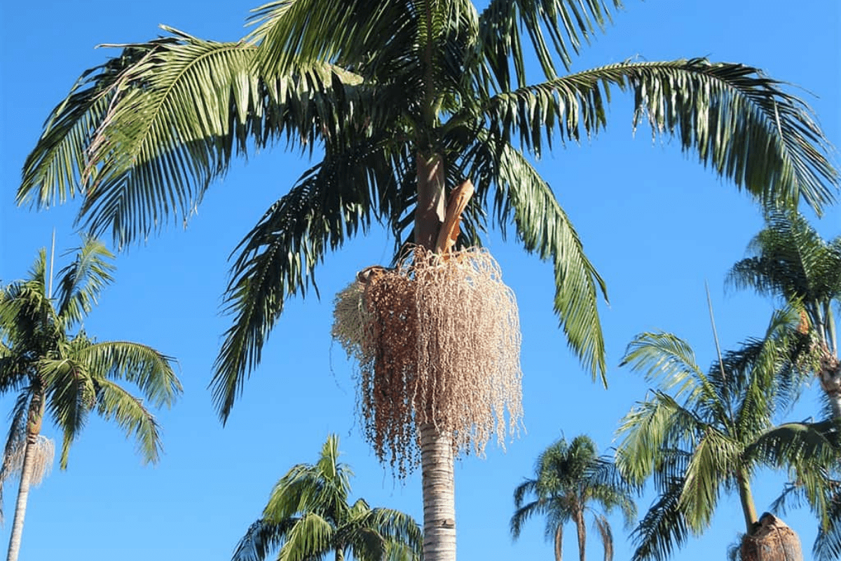 The Complete King Palm Tree Guide