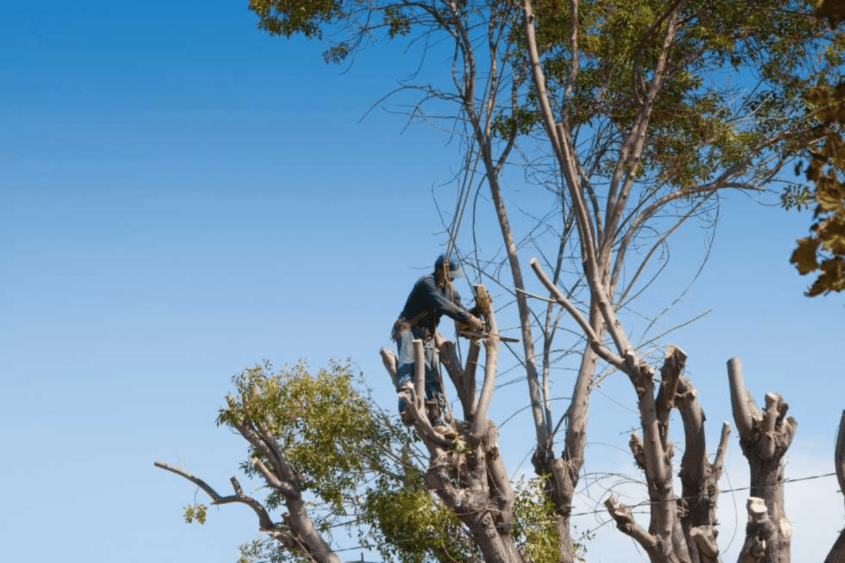 Tree Removal in Savannah GA
