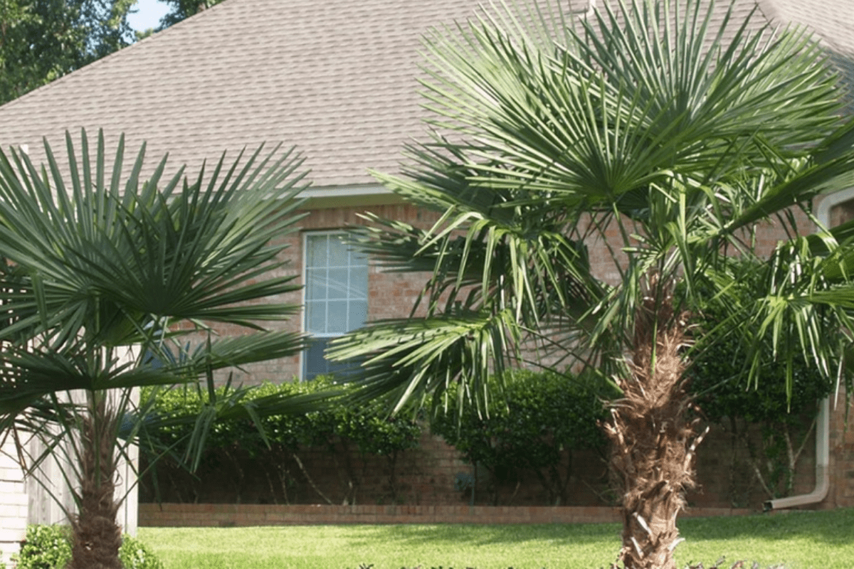 Tree Service in Savannah