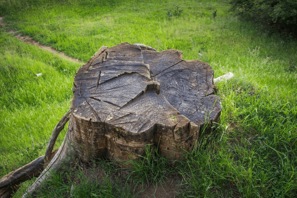 Tree Stumps Attract Termites