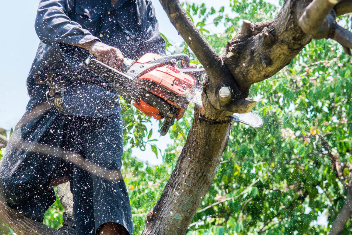 The Best Tree Cutting Service