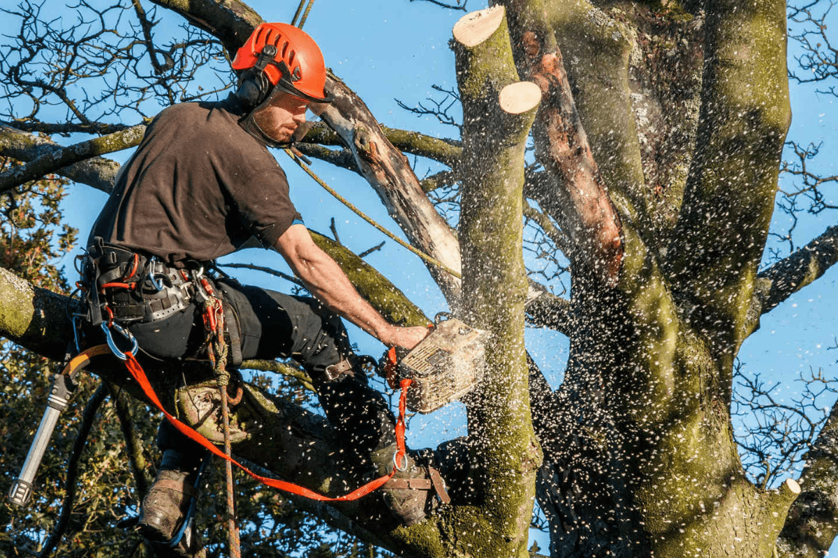 tree removal emergency