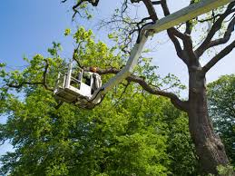 tree service Atlanta GA