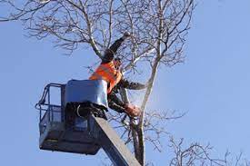 tree service Dunwoody GA