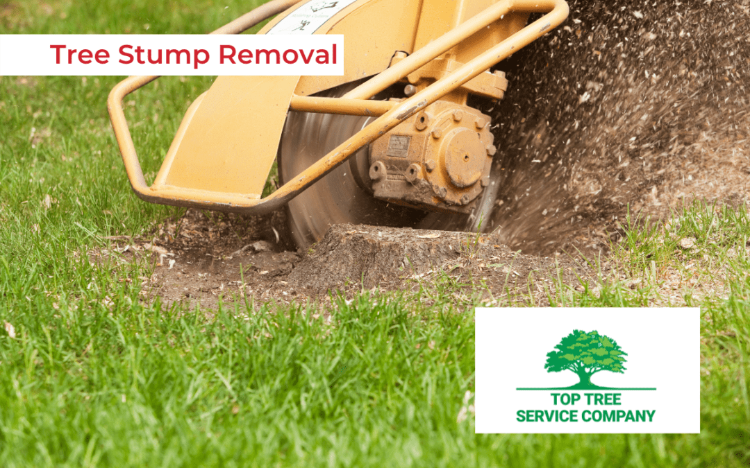 The Tree Stump Removal Process