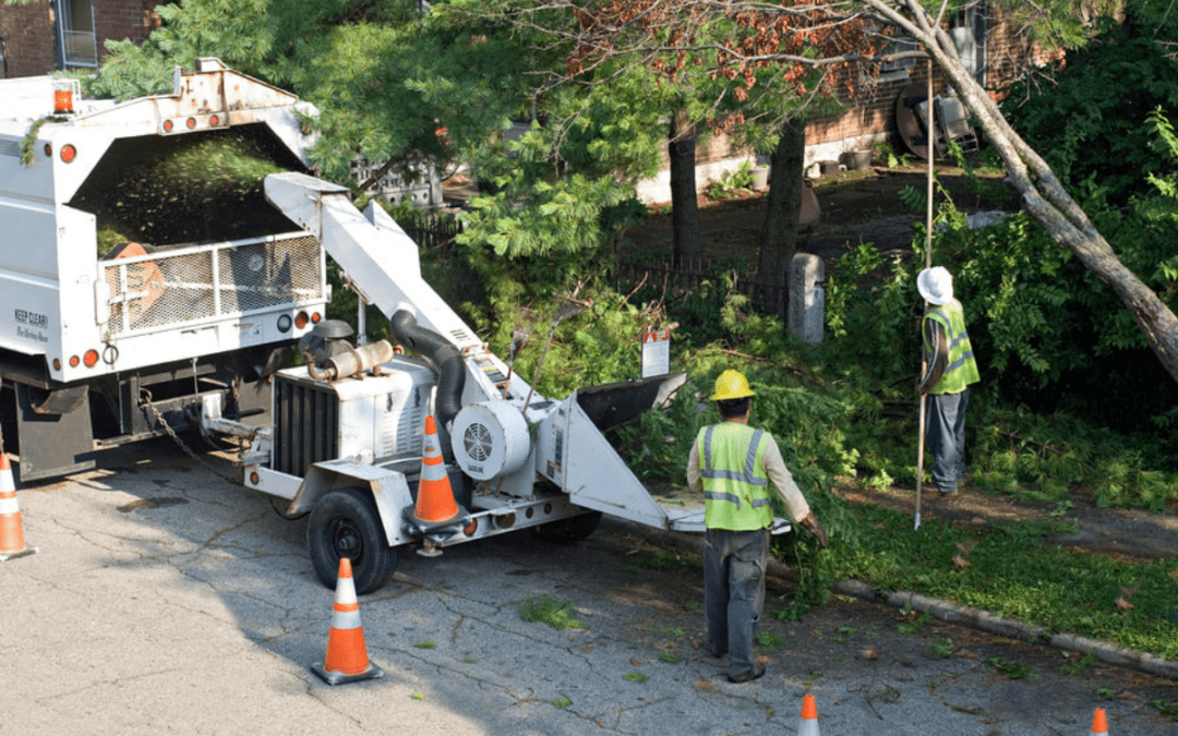 Facts About Storm Damage Tree Removal