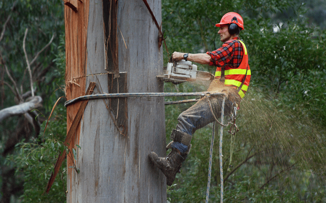 Hire an Arborist for Tree Care