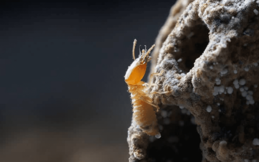How Tree Stumps Attract Termites