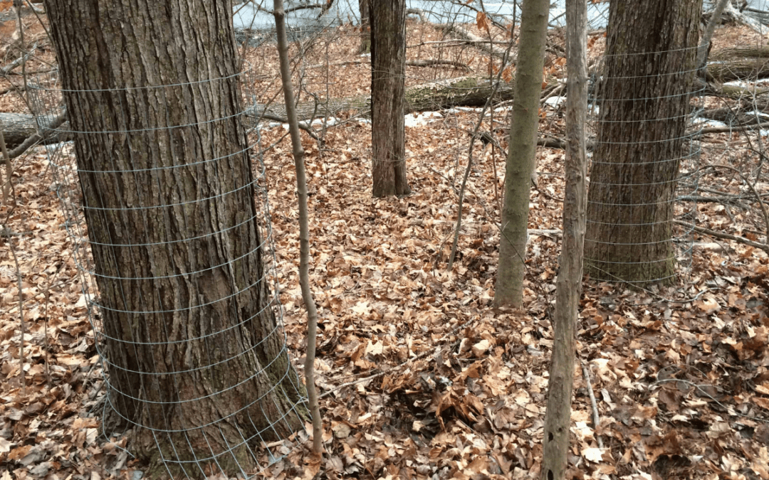 How to Prevent Beaver Tree Damage