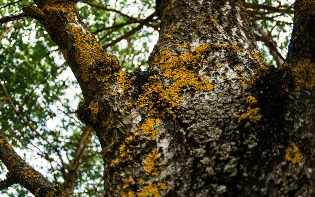 Learn the Signs of a Diseased Tree