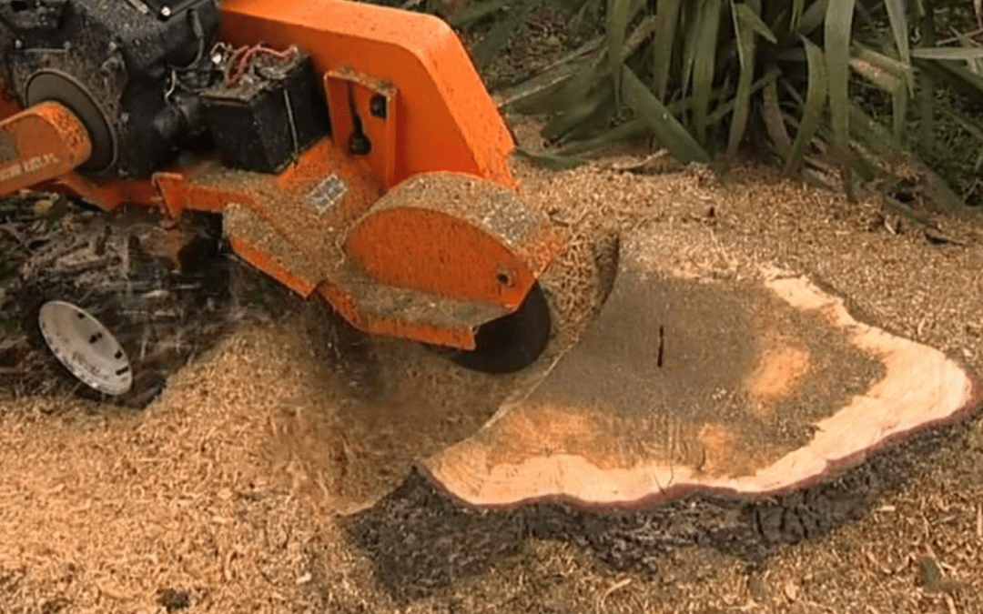 Remove Tree Stumps