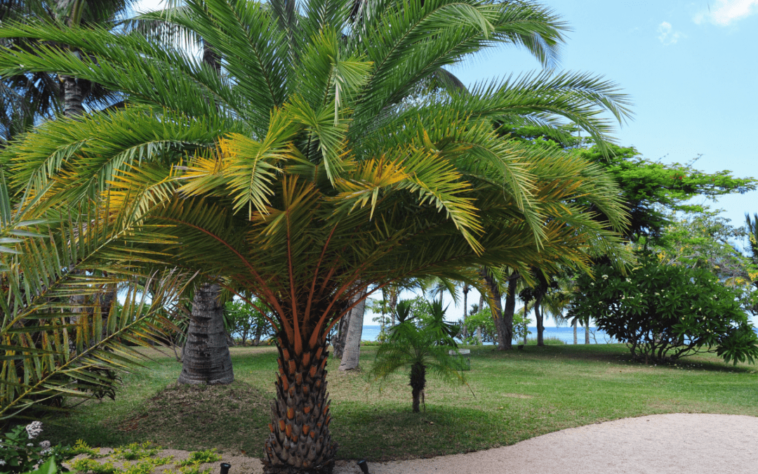Savannah Palm Trees