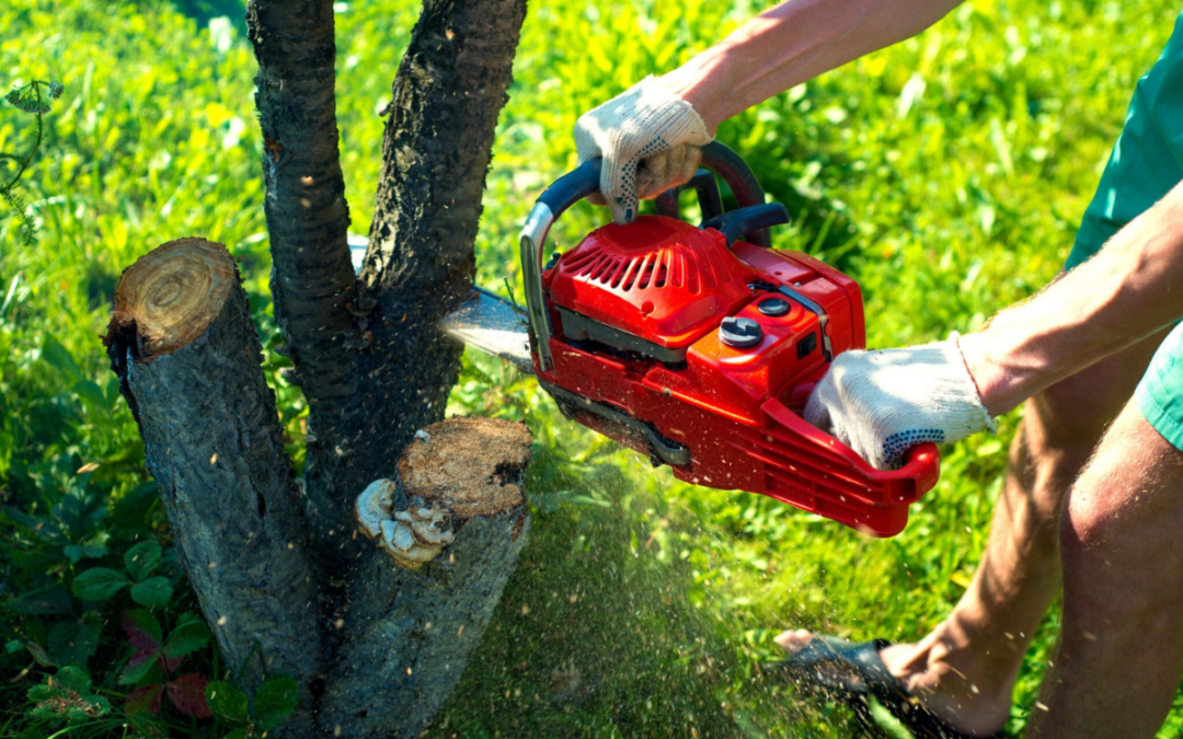 Tree Removal Services in My Area