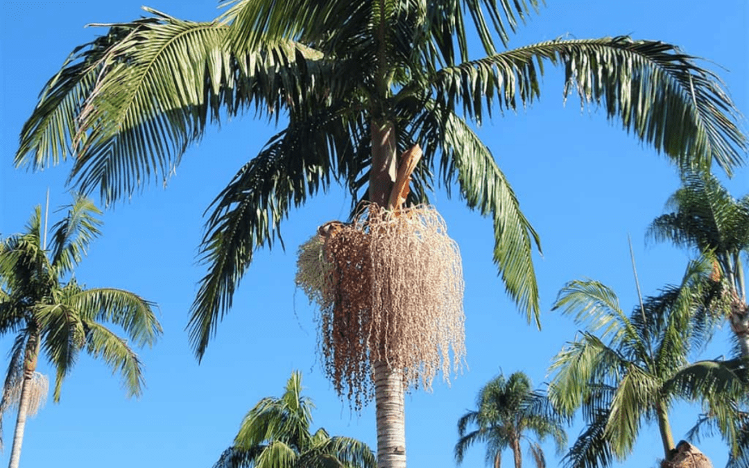 The Complete King Palm Tree Guide