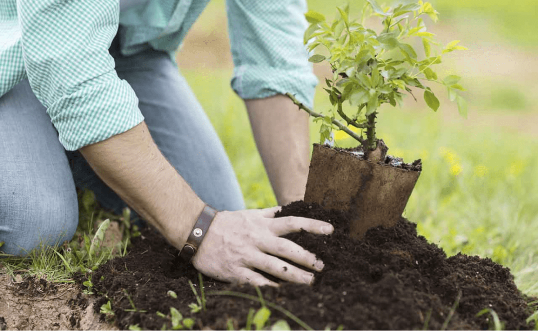 Fall Tree Planting Tips