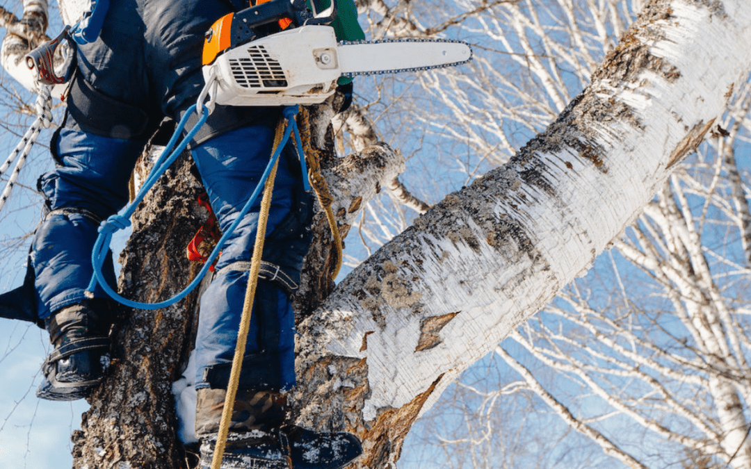 How To Find The Best Tree Cutting Service