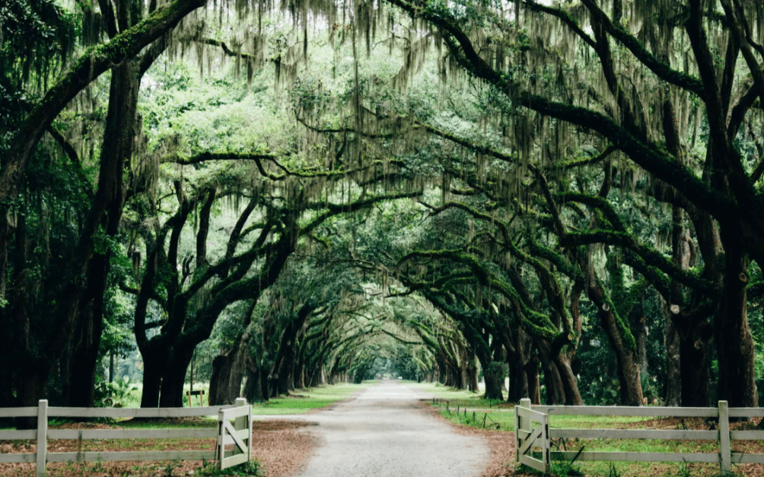 Trees In Savannah Georgia