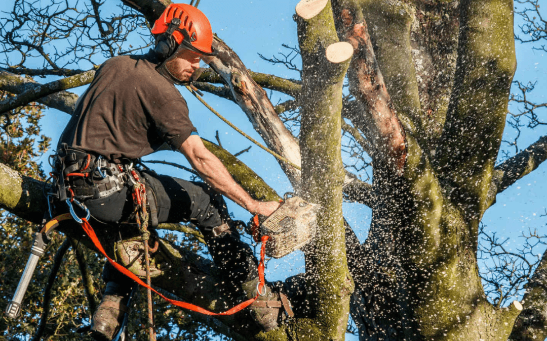 Why You Need a Professional Tree Service