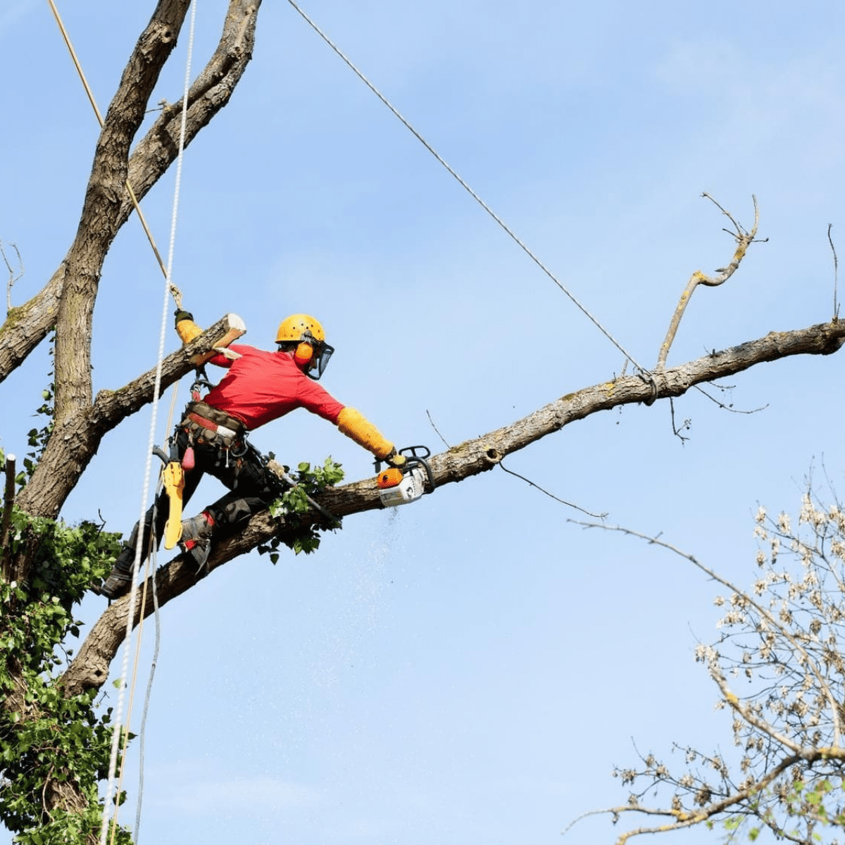 atlanta tree removal company