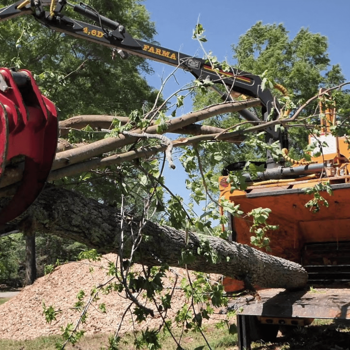 atlanta tree removal service
