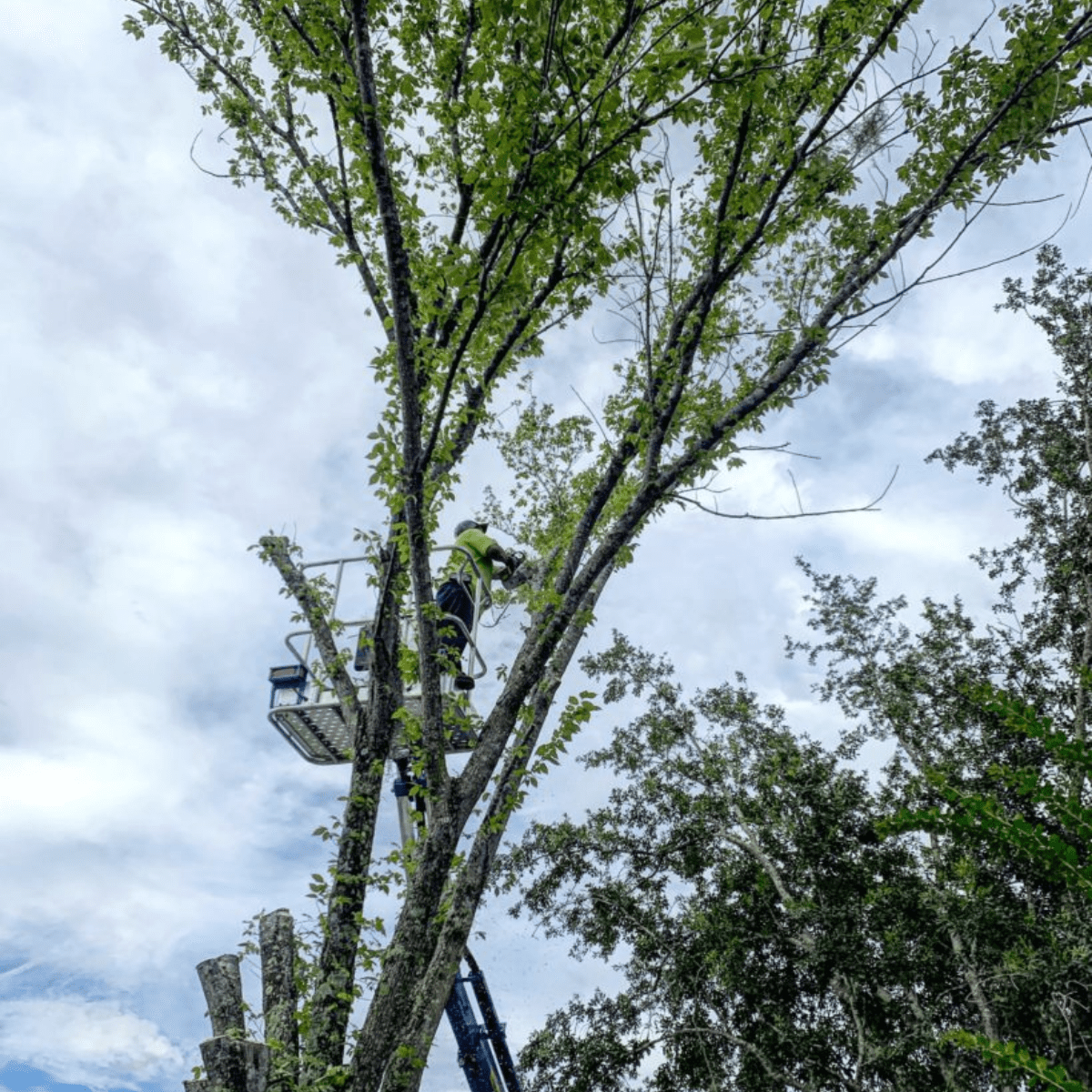 tree service in atlanta ga