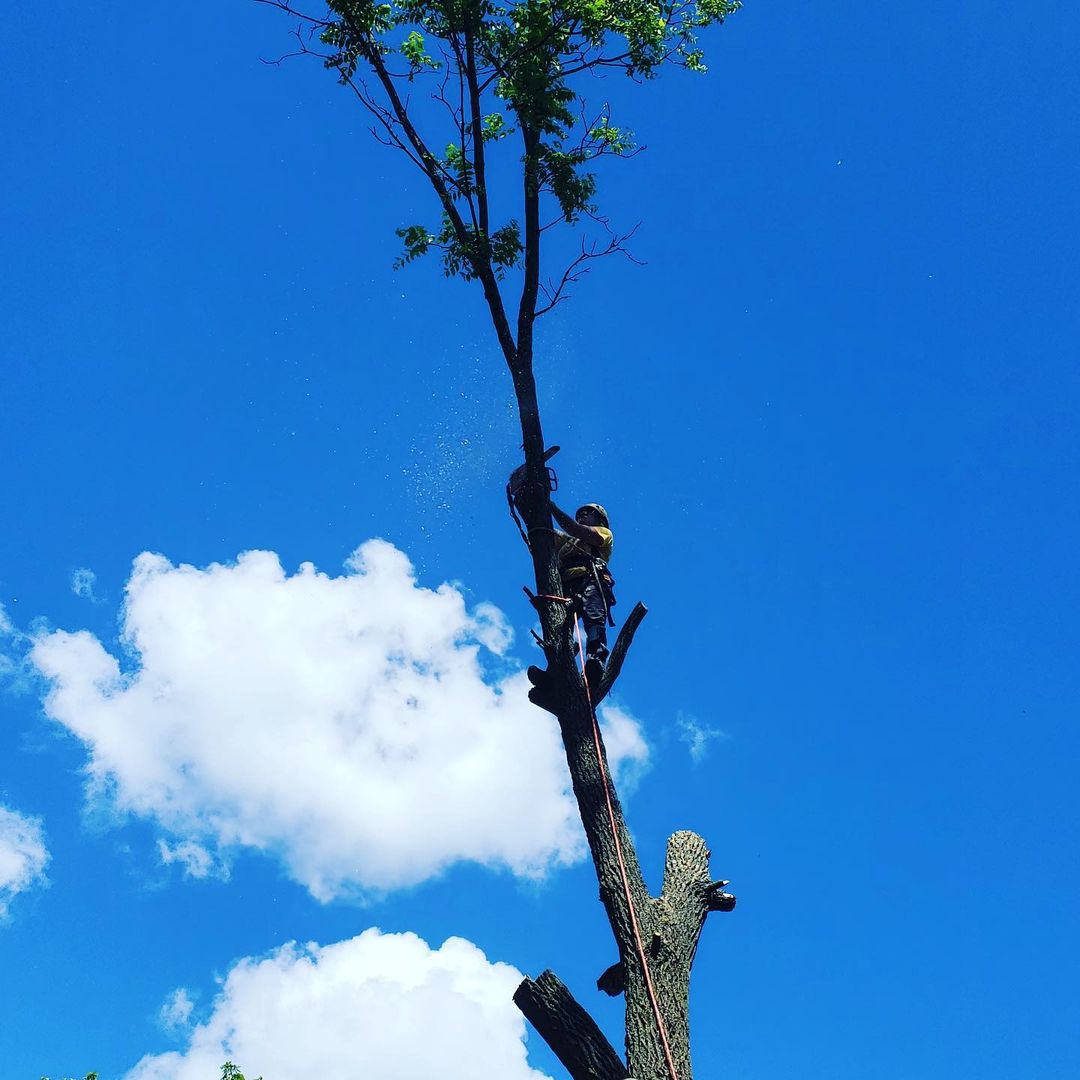 tree-service-brookhaven-ga-678-916-6040-tree-removal-trimming